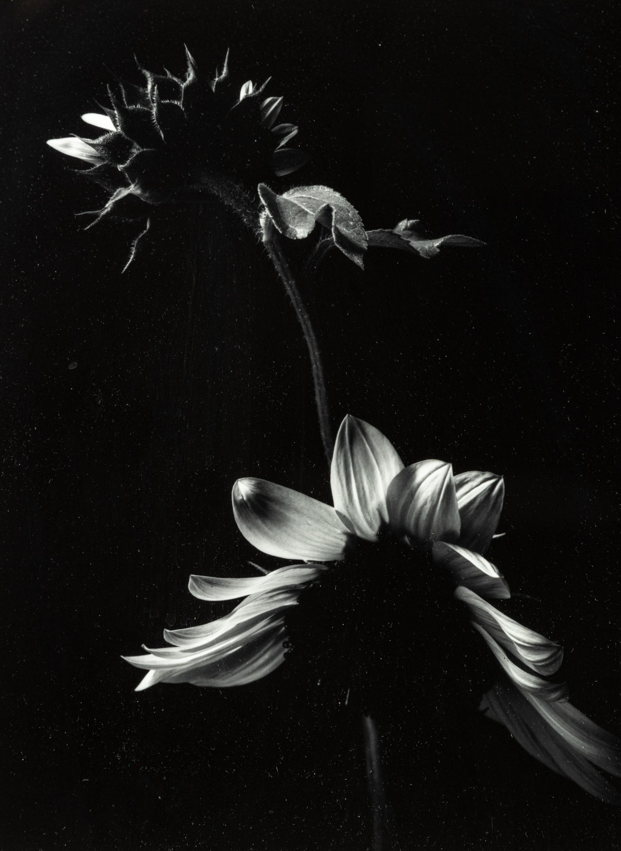 Paul Caponigro (born 1932) Winthrop, Massachusetts, 1965