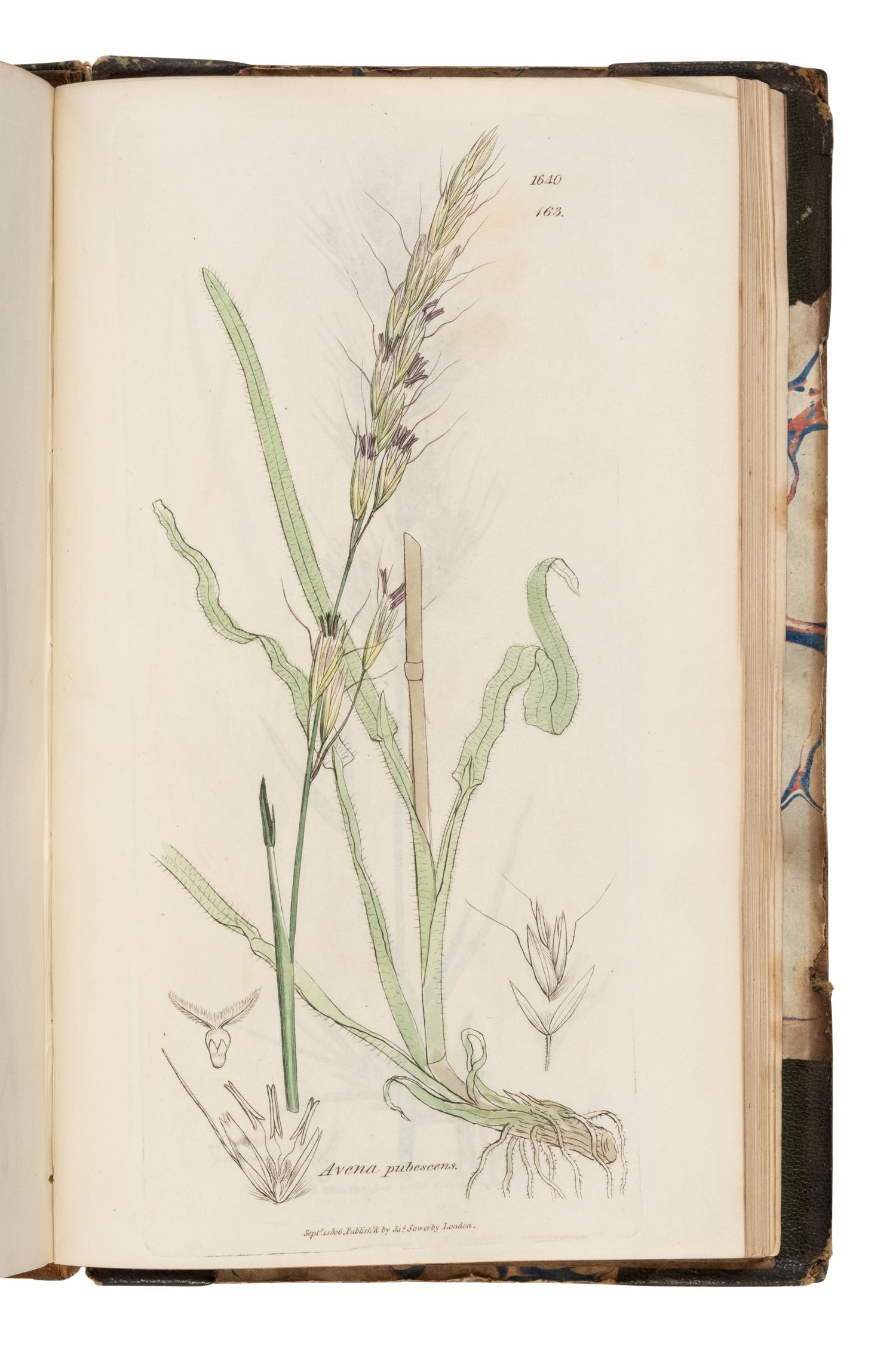 [Natural History] Sowerby, James and James Edward Smith. English Botany