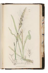 [Natural History] Sowerby, James and James Edward Smith. English Botany