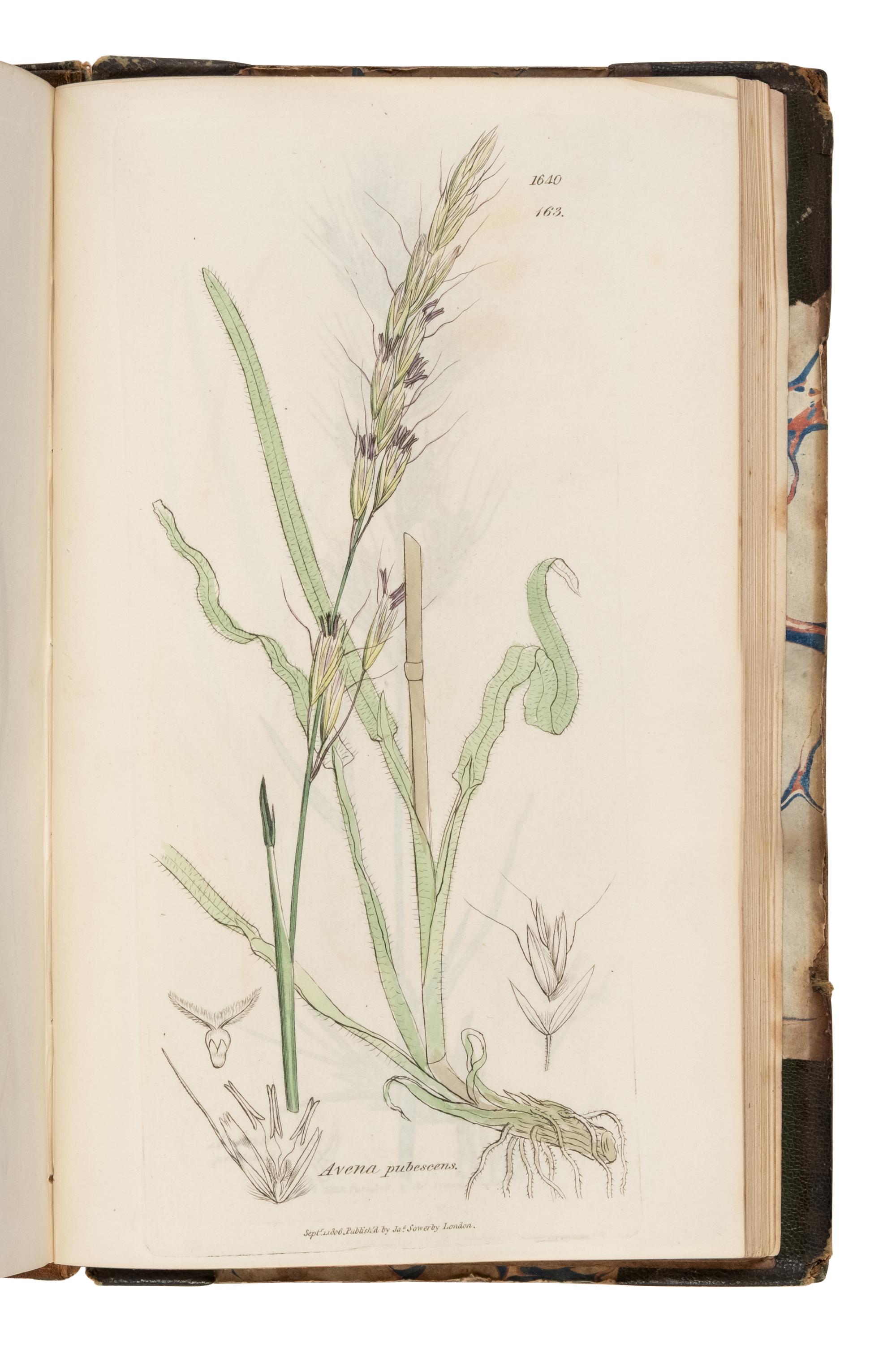 [Natural History] Sowerby, James and James Edward Smith. English Botany