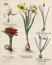 [NATURAL HISTORY]. Besler, Basilius (1561-1629)