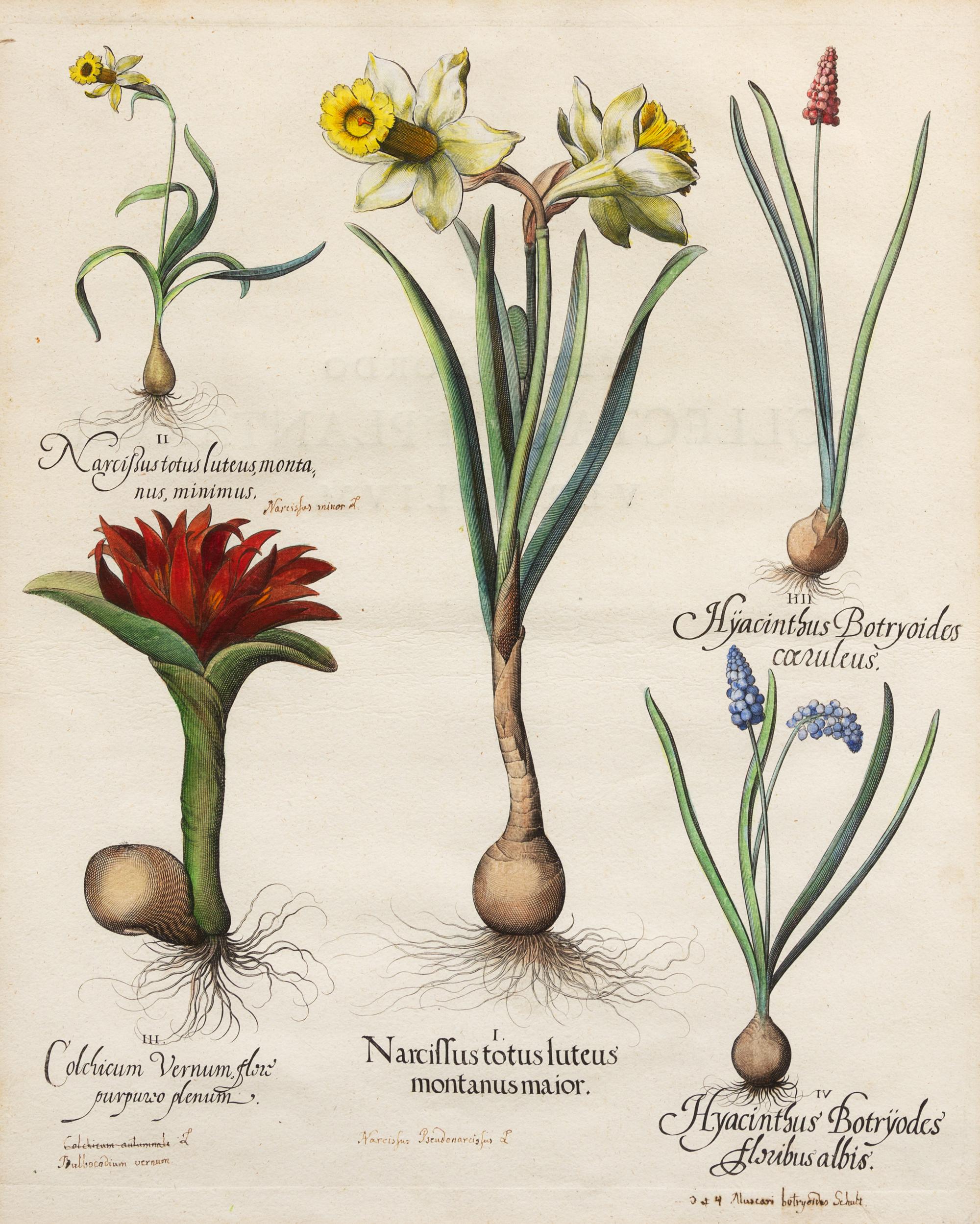[NATURAL HISTORY]. Besler, Basilius (1561-1629)