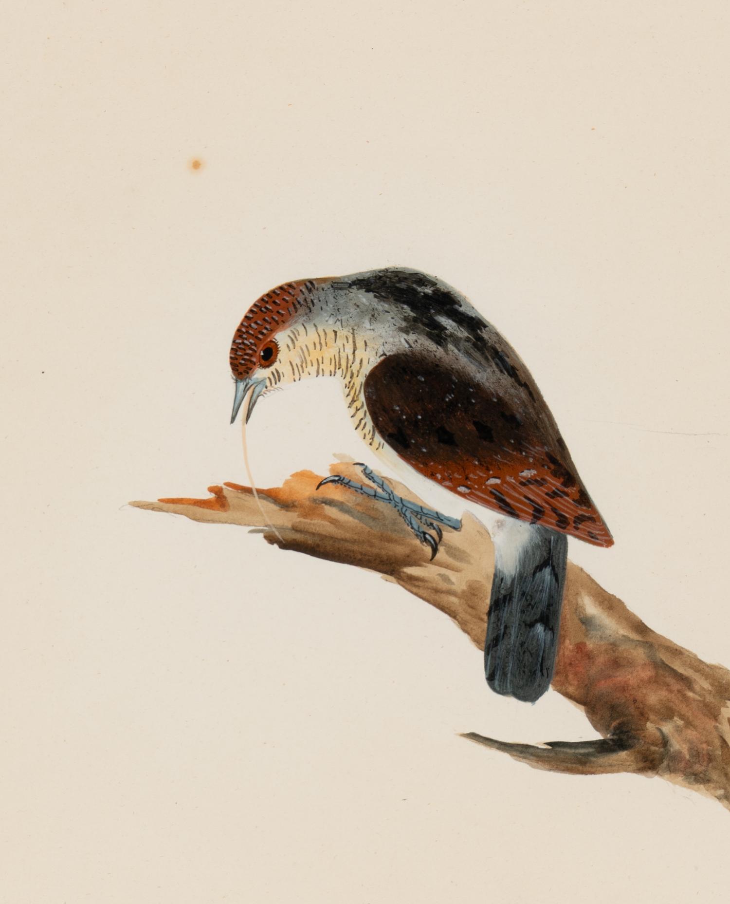 Six Bird Portraits