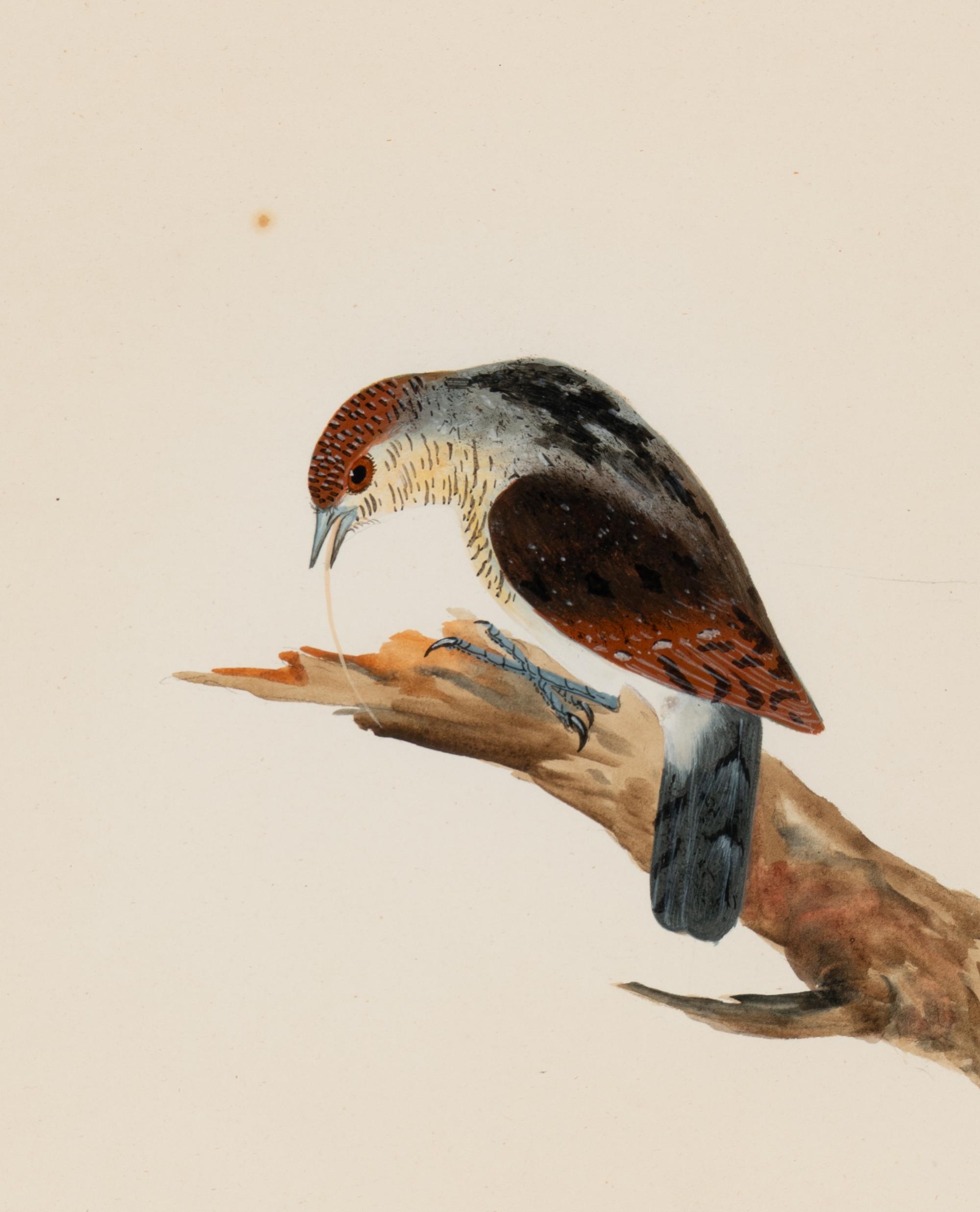 Six Bird Portraits