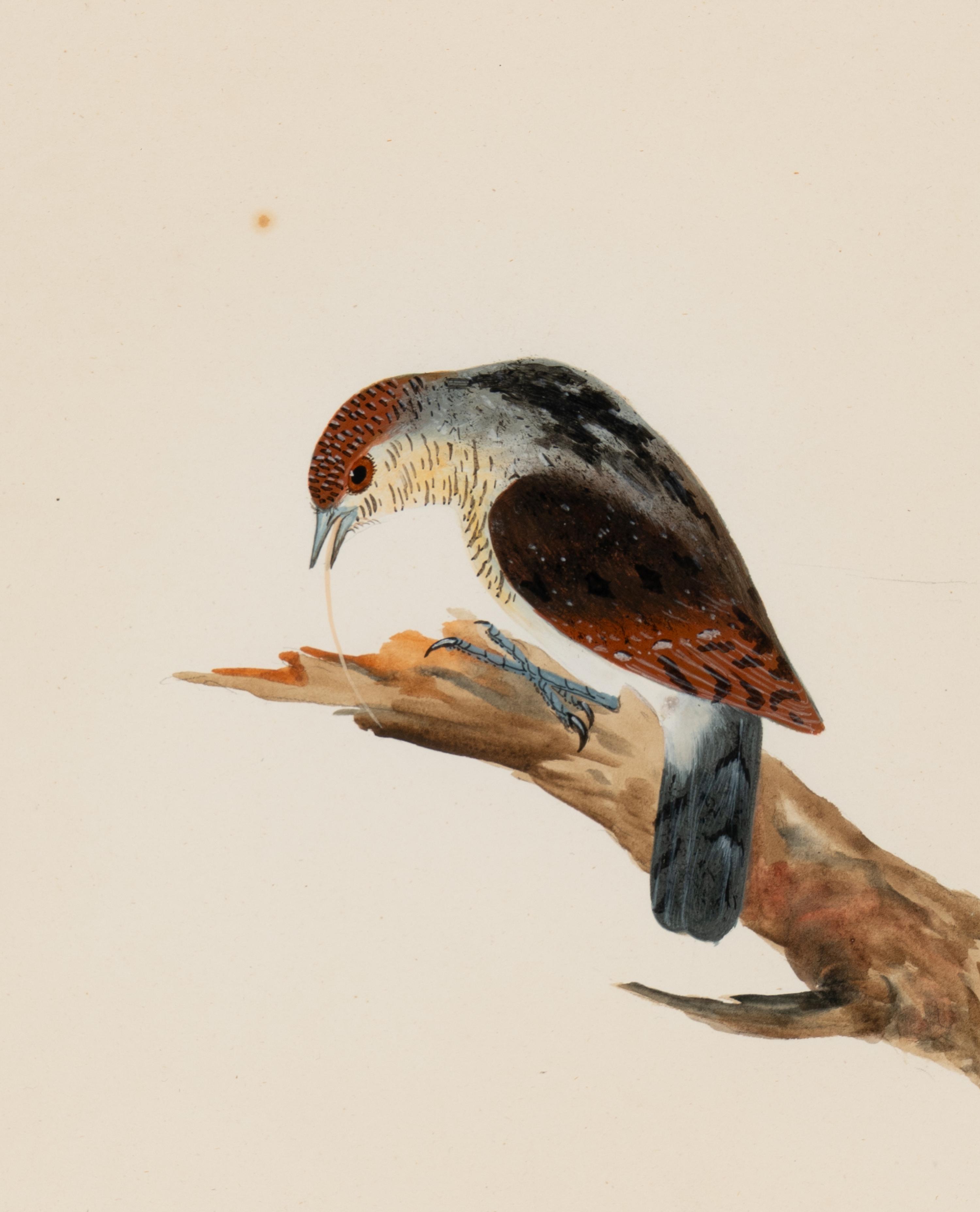 Six Bird Portraits