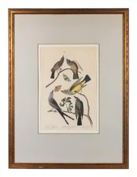 An Ornithological Print
