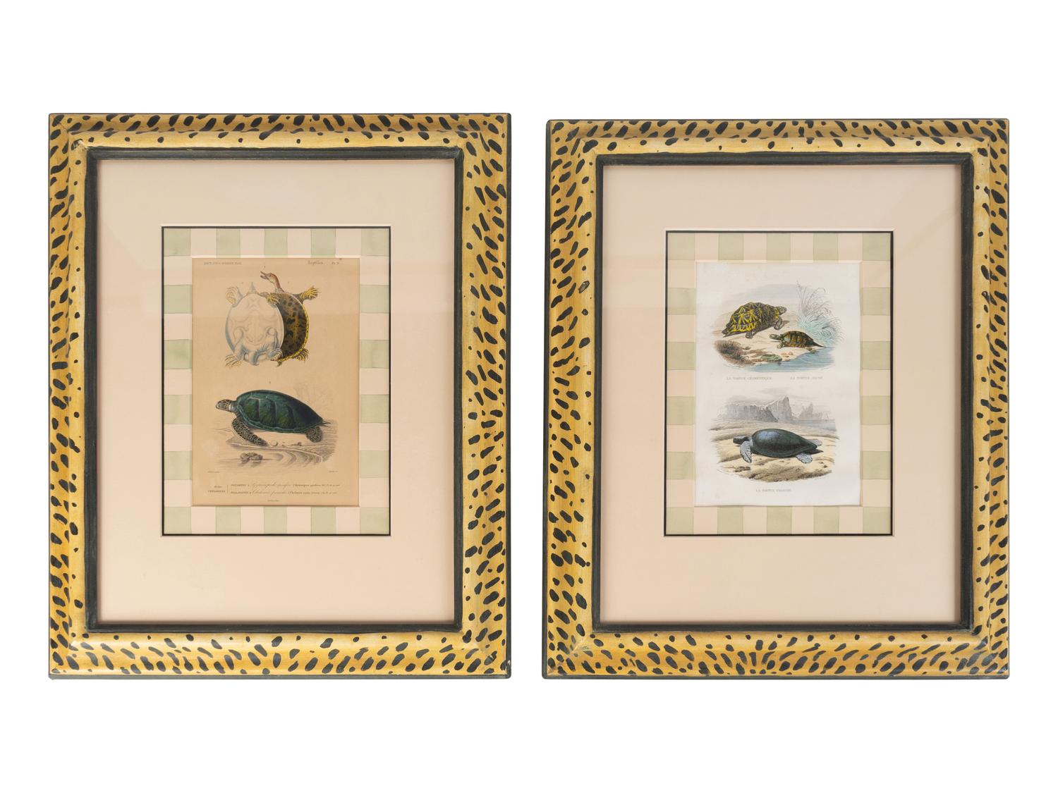 Turtle Species (Two Engravings)