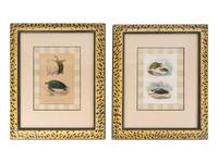 Turtle Species (Two Engravings)