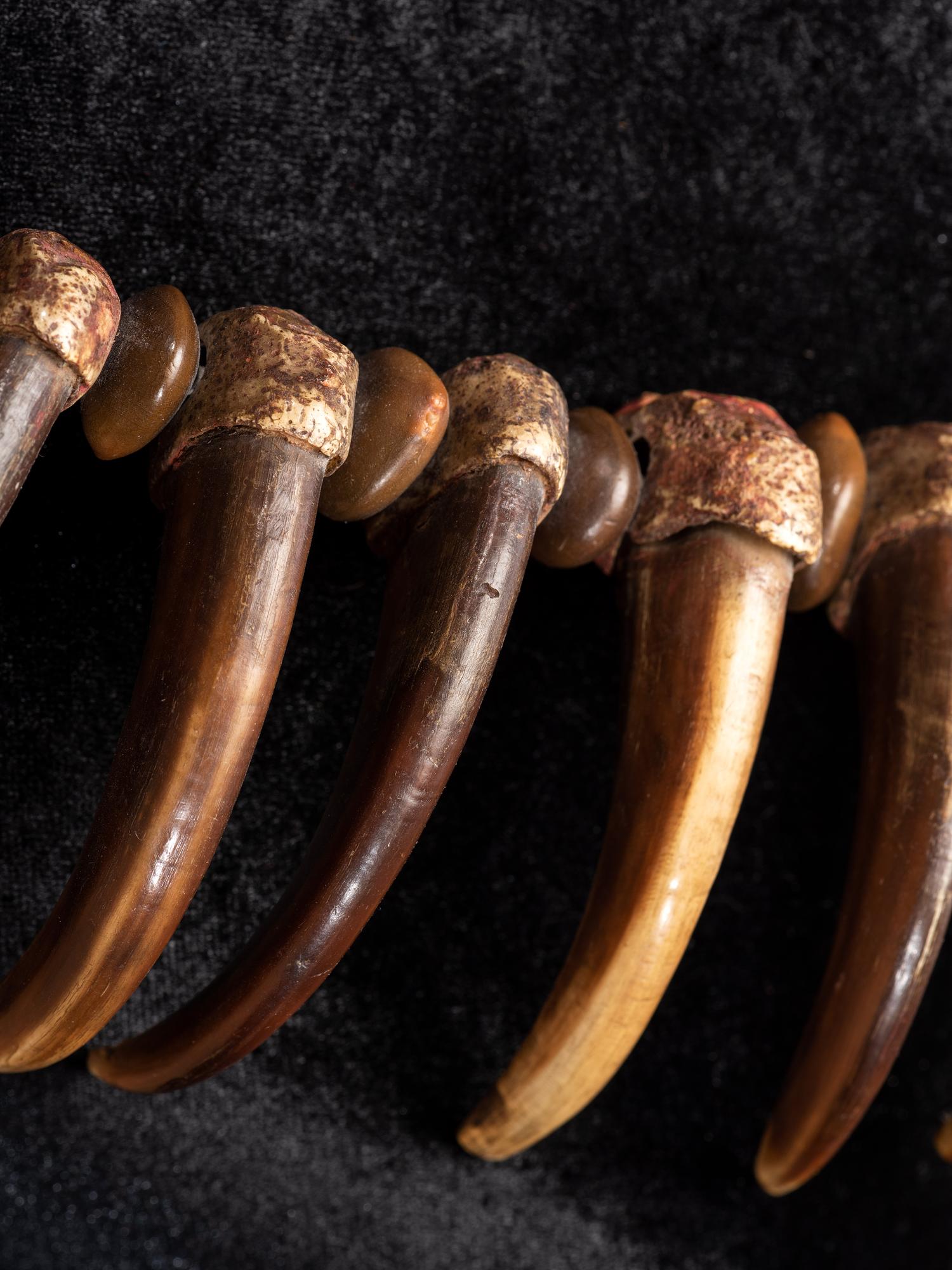 Sioux Grizzly Bear Claw Necklace