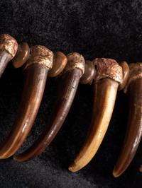 Sioux Grizzly Bear Claw Necklace