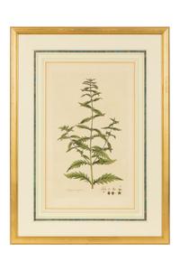 A Set of Eight Gilt Framed Hand Colored Botanical Etchings