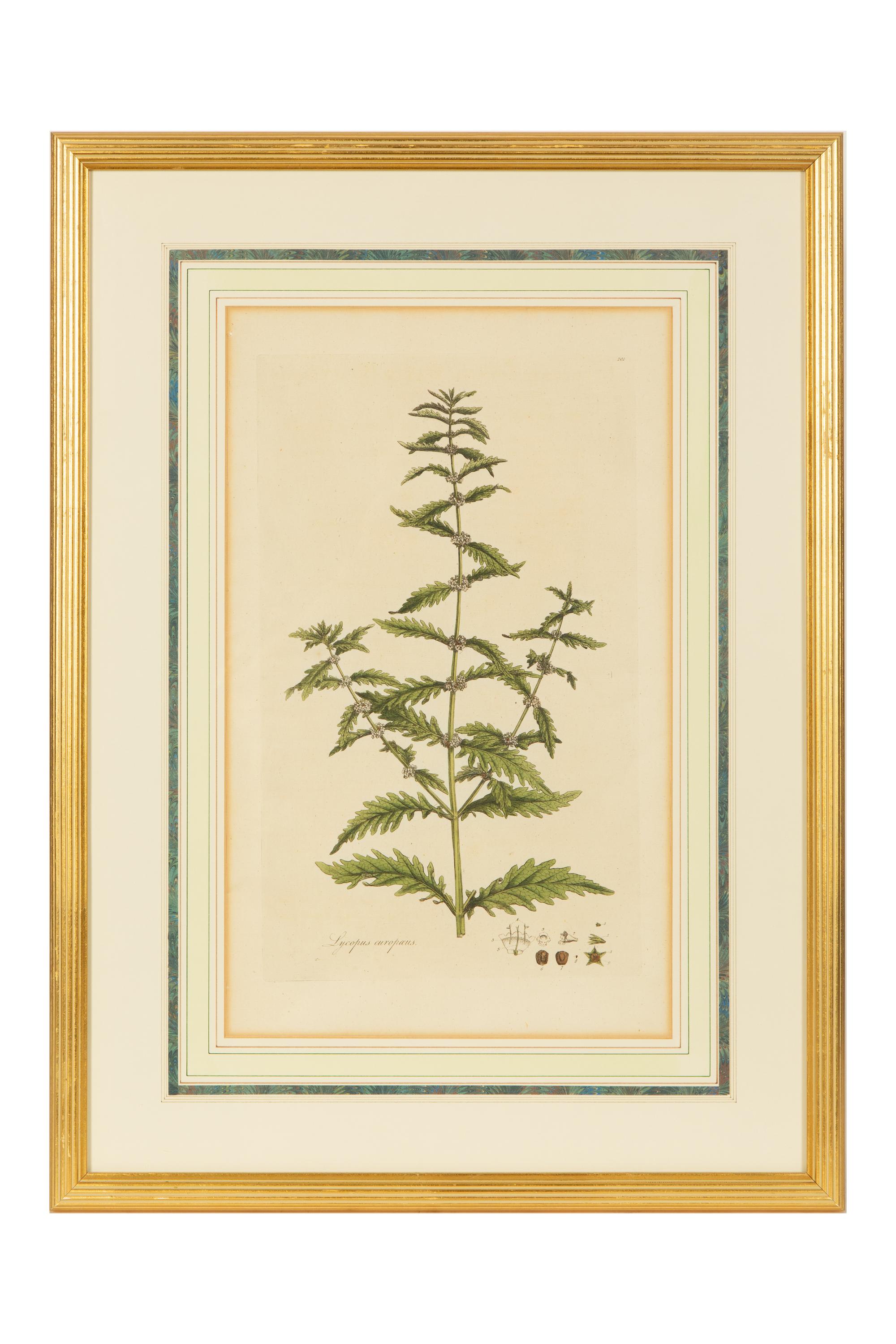 A Set of Eight Gilt Framed Hand Colored Botanical Etchings