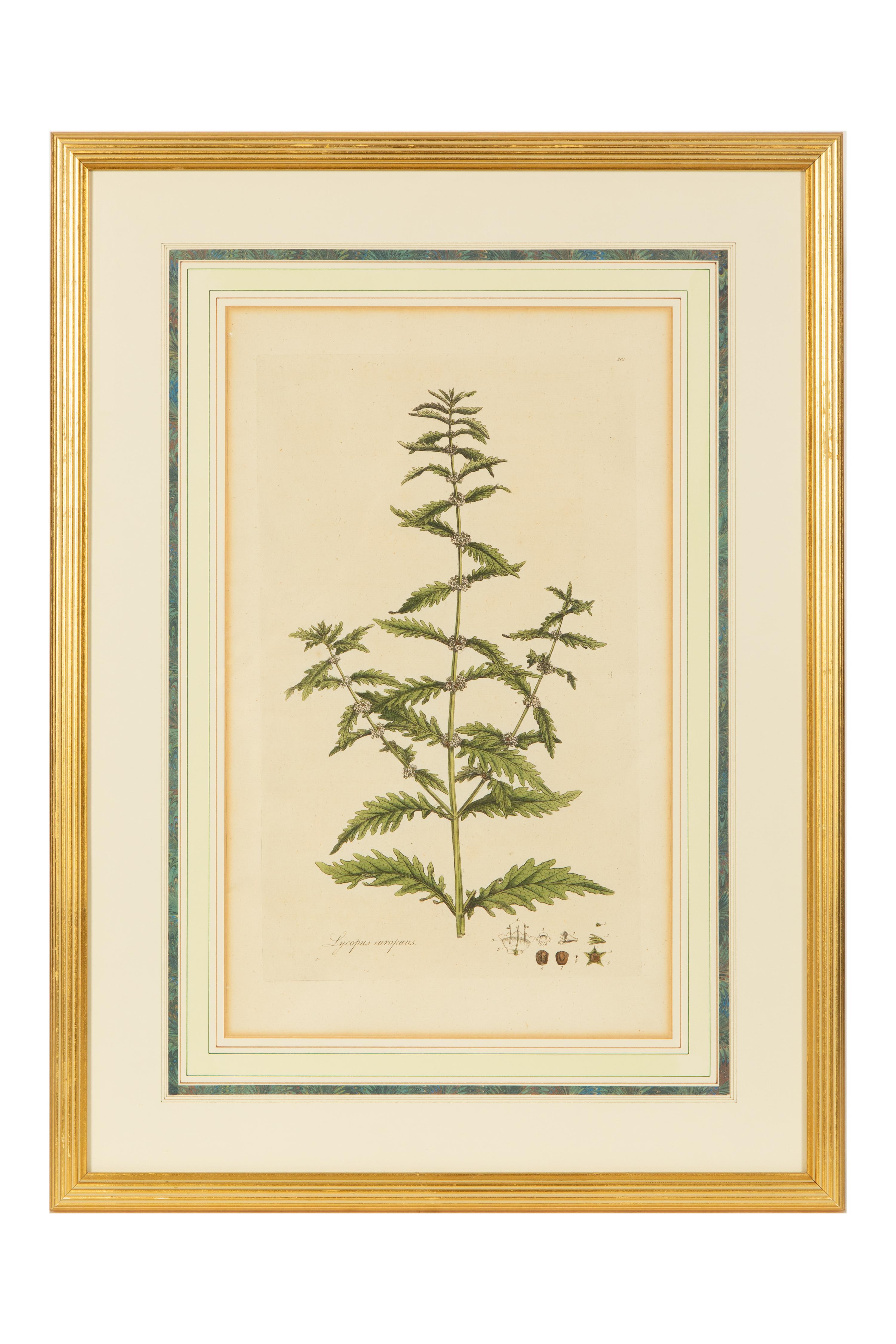 A Set of Eight Gilt Framed Hand Colored Botanical Etchings