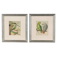 The Illustrated Book of Canaries and Cage-Birds, British and Foreign Cassell & Co., Limited: Six Plates
