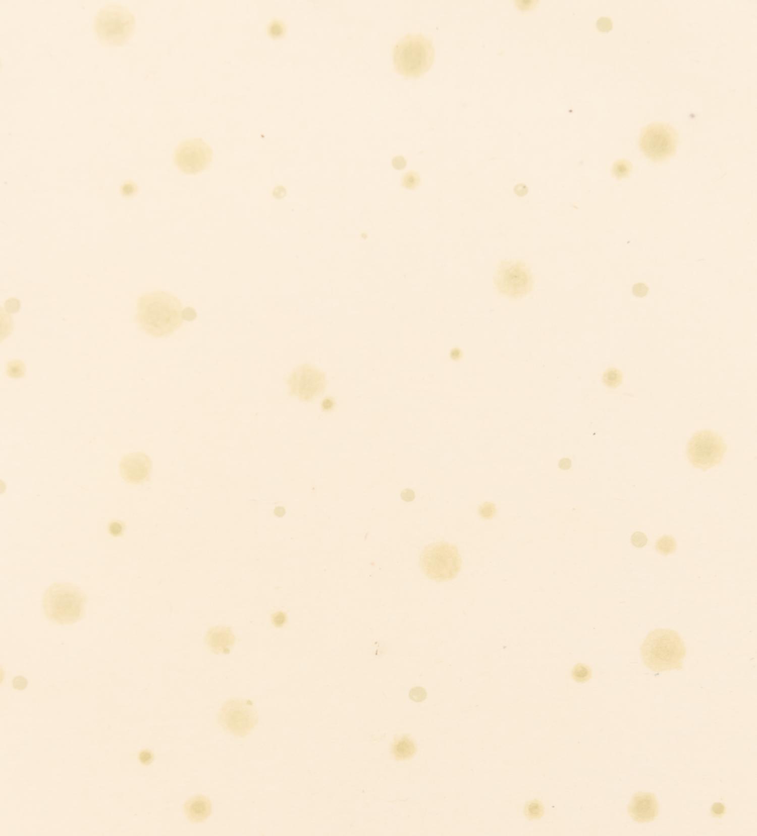 Flowers, Rain, Snow, and Wind - Rain on Paper
