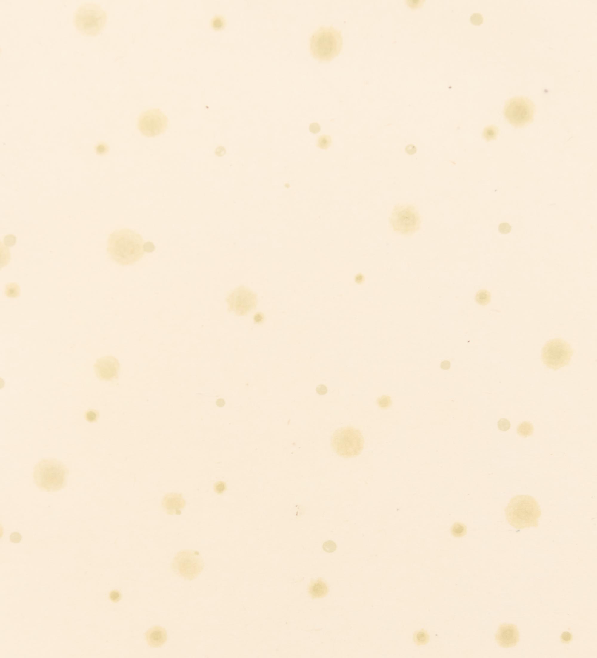 Flowers, Rain, Snow, and Wind - Rain on Paper