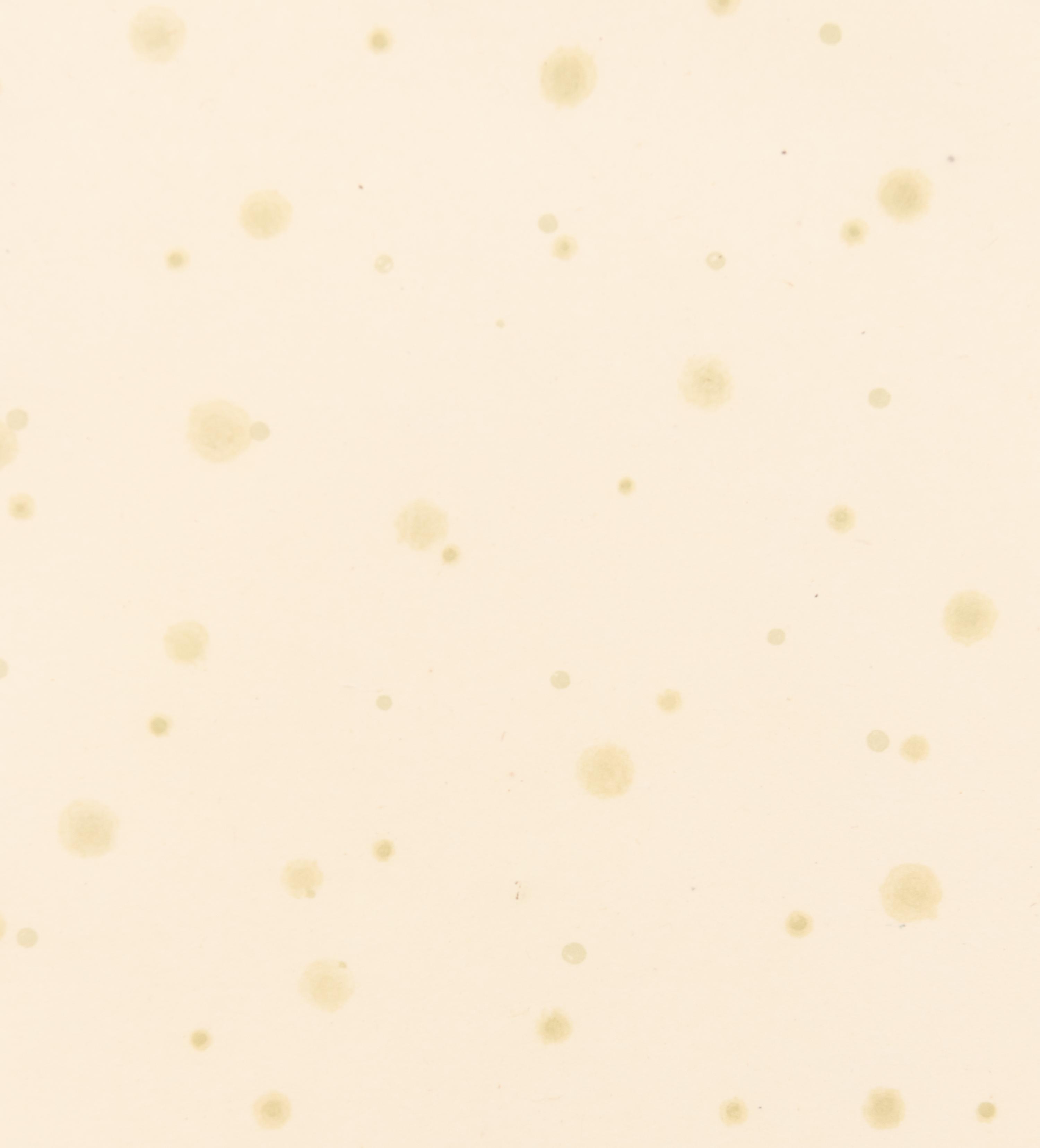 Flowers, Rain, Snow, and Wind - Rain on Paper