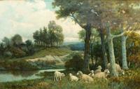 Grazing Sheep