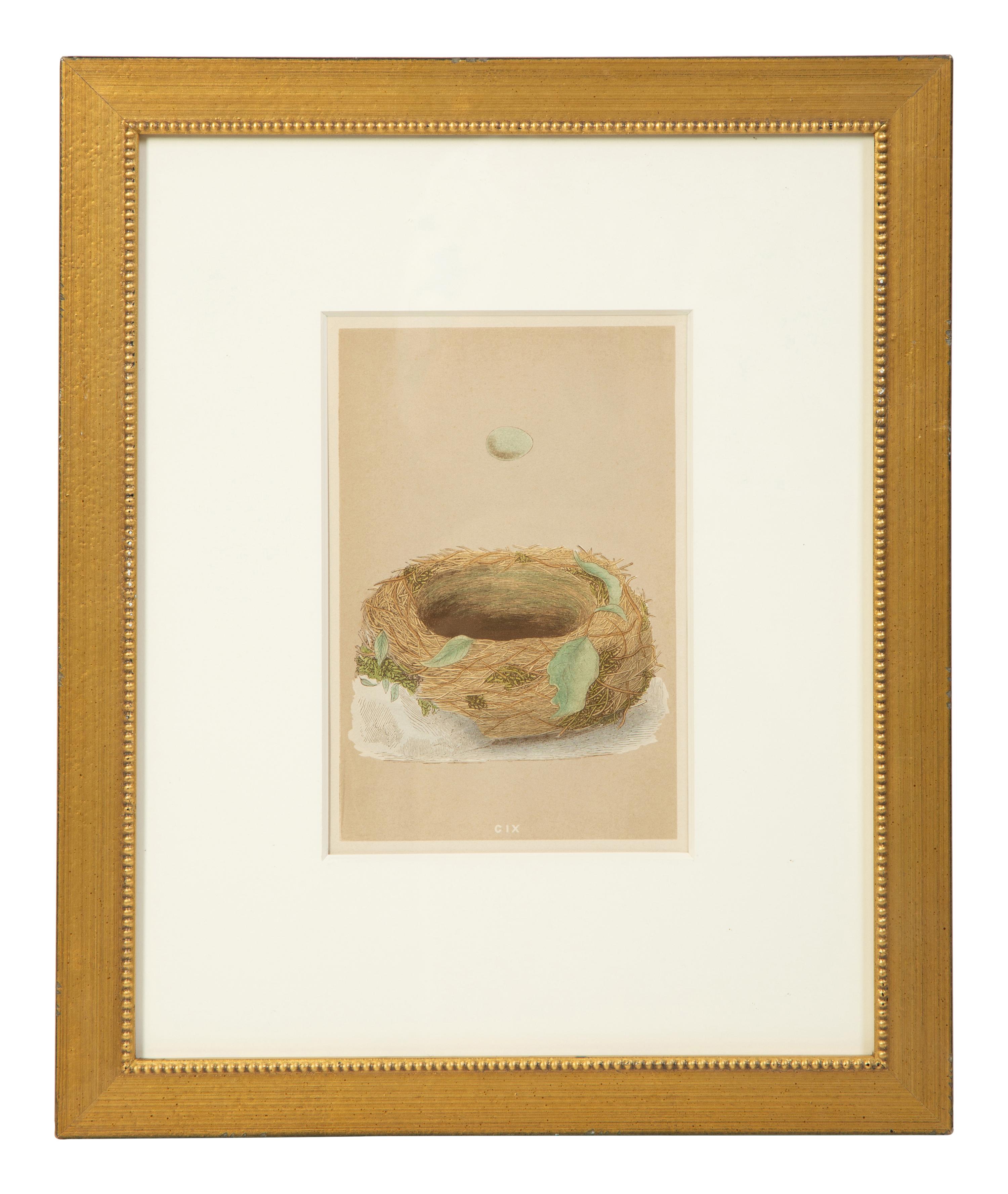 A Set of Six Prints from A Natural History of the Nests and Eggs of British Birds , by Rev. Francis O. Morris, B.A. (Irish, 1810-1893)