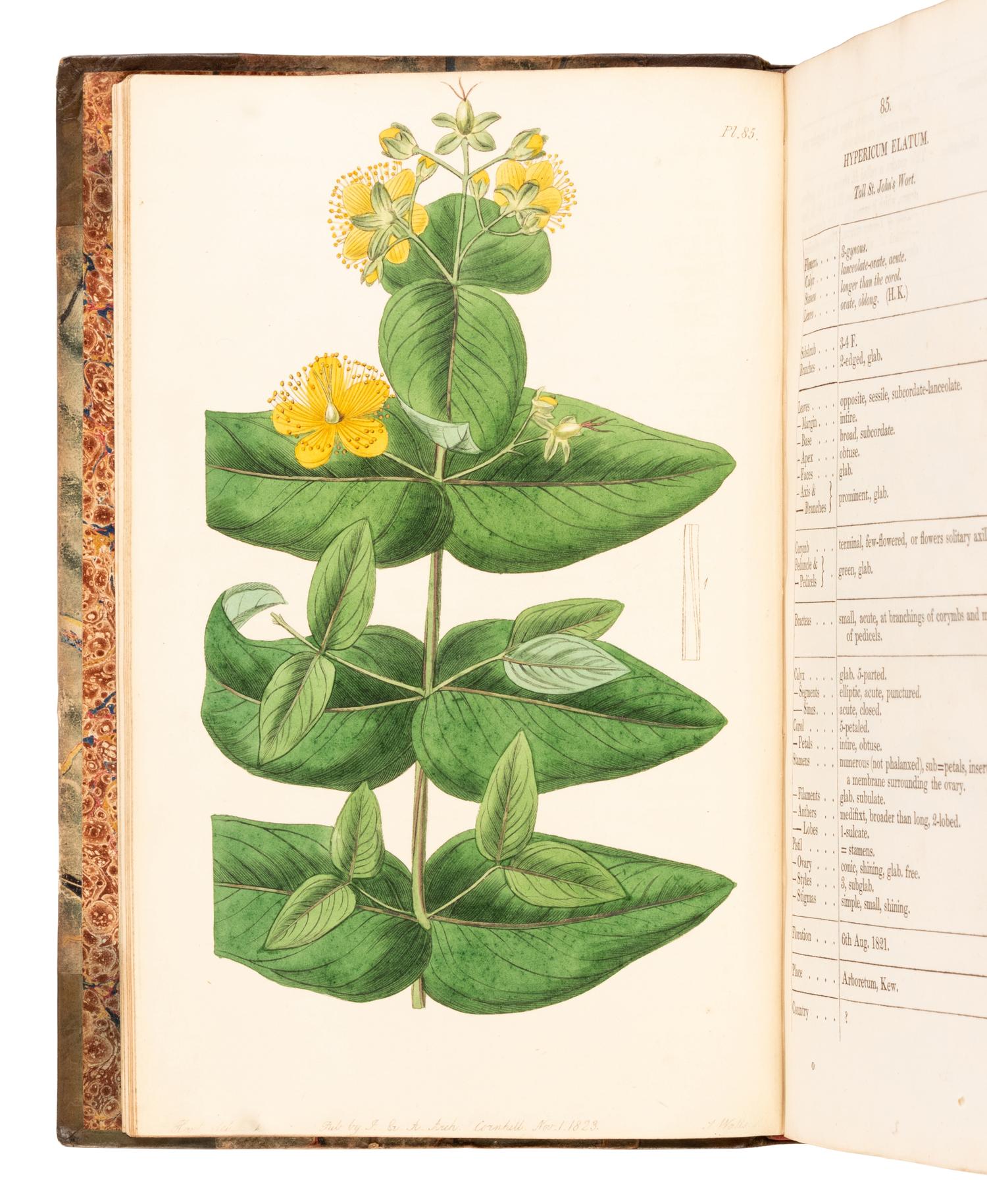 [NATURAL HISTORY]. WATSON, Peter William (1761-1830). Dendrologia Britannica, or Trees and Shrubs … London: Isaac Wilson for the author and sold by John and Arthur Arch, 1825.