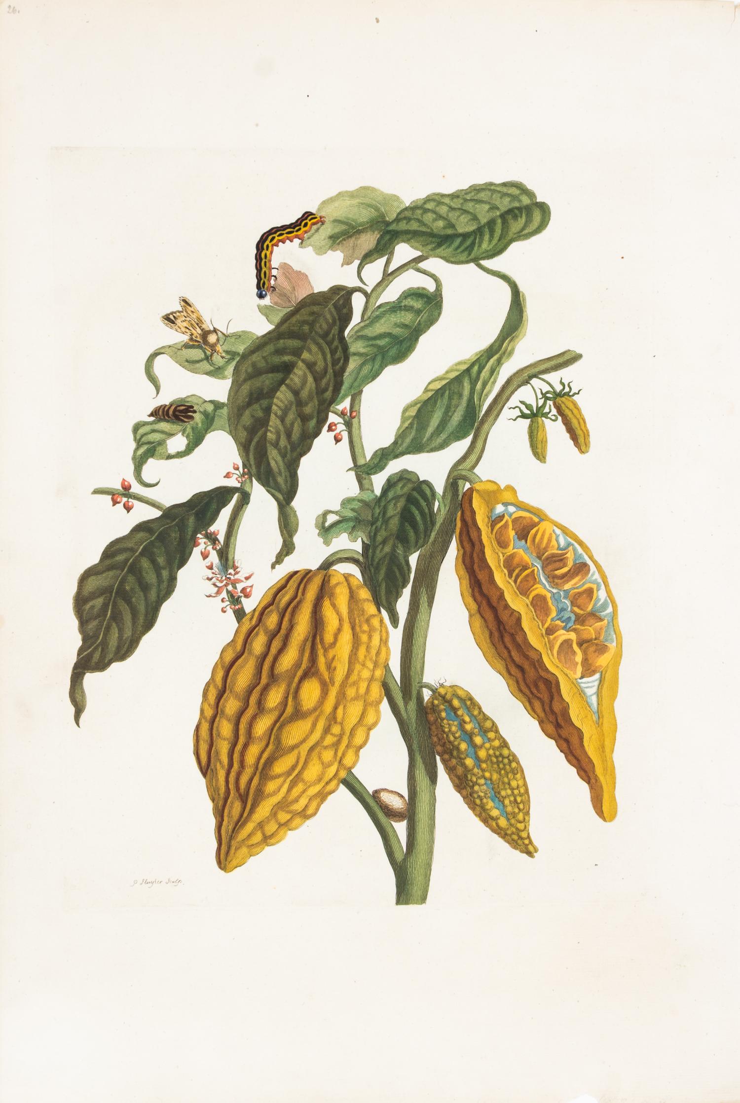 MERIAN, MARIA SYBILLE. Cacao. Engraving with hand-coloring from Metamorphosis insectorum (Hague, 1726).