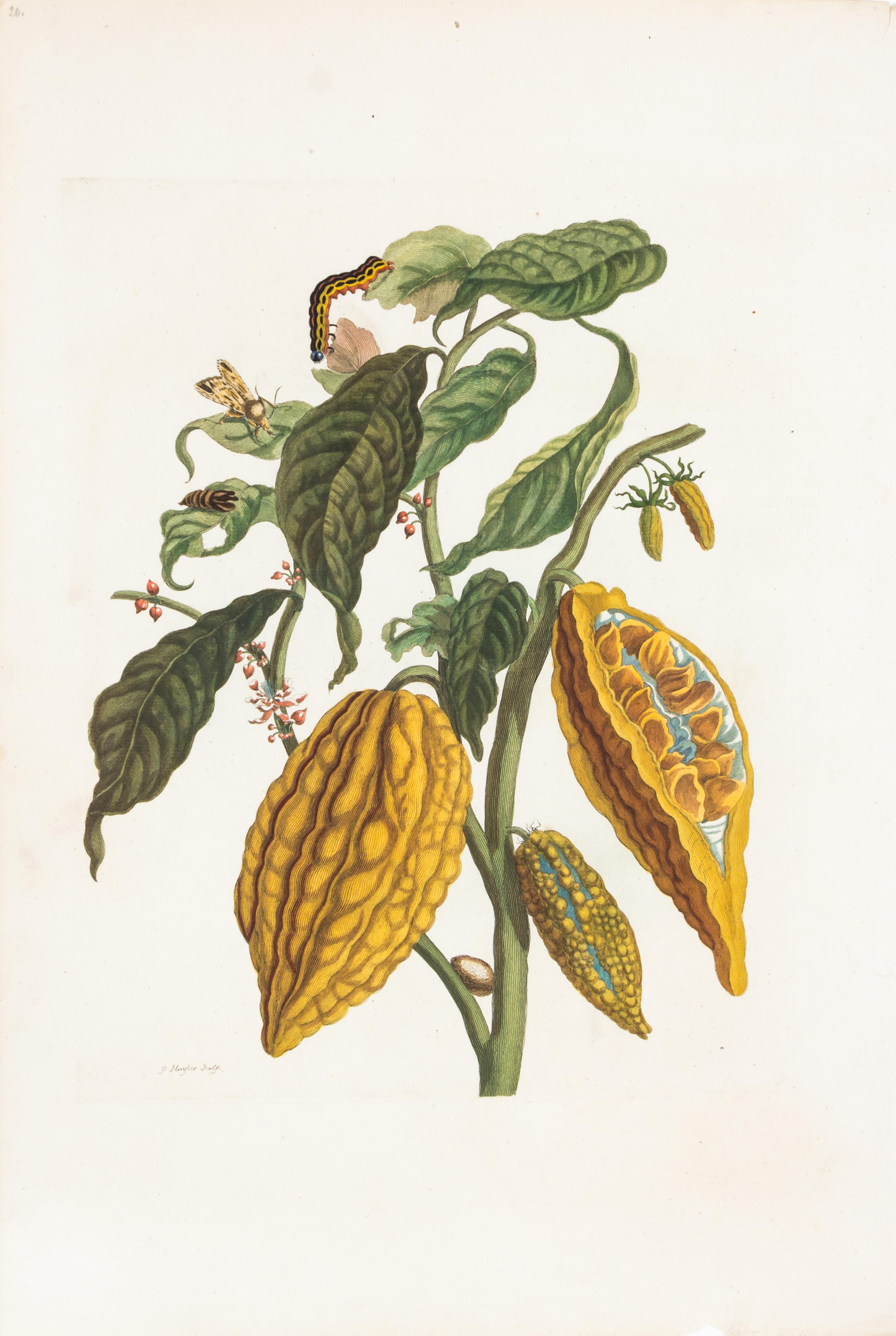 MERIAN, MARIA SYBILLE. Cacao. Engraving with hand-coloring from Metamorphosis insectorum (Hague, 1726).