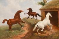 Horse Study