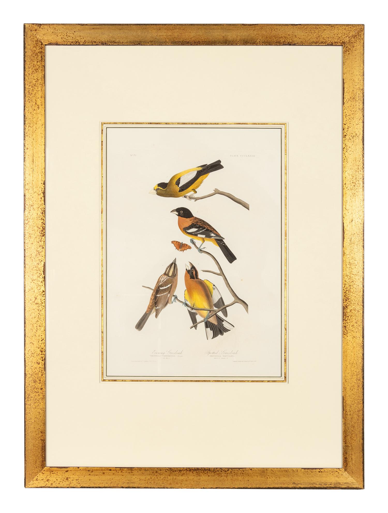 AUDUBON, John James (1785-1851)