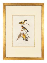 AUDUBON, John James (1785-1851)