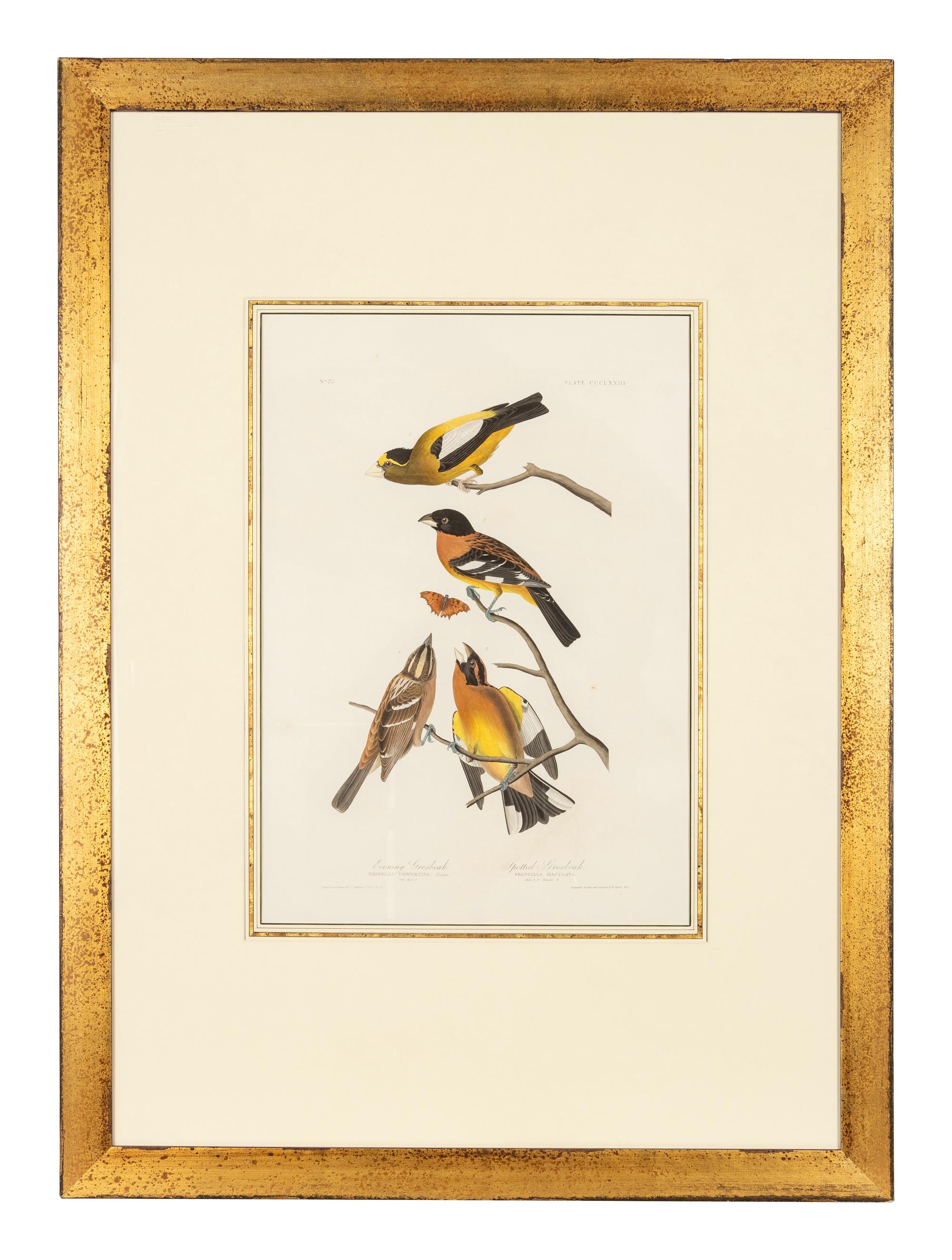 AUDUBON, John James (1785-1851)