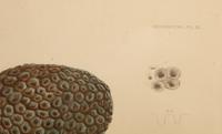 A Set of Four Framed Hand Colored Engravings
