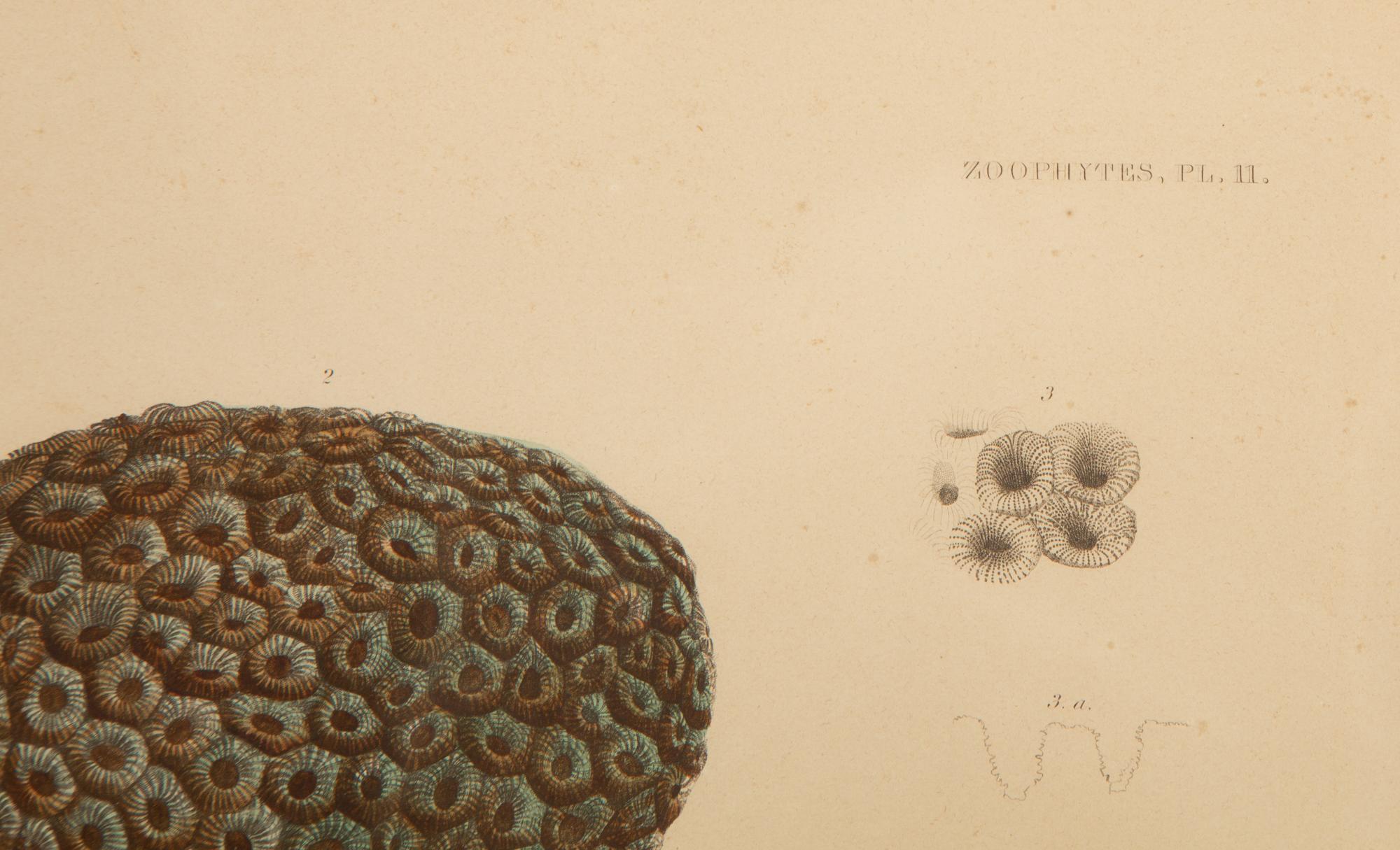 A Set of Four Framed Hand Colored Engravings