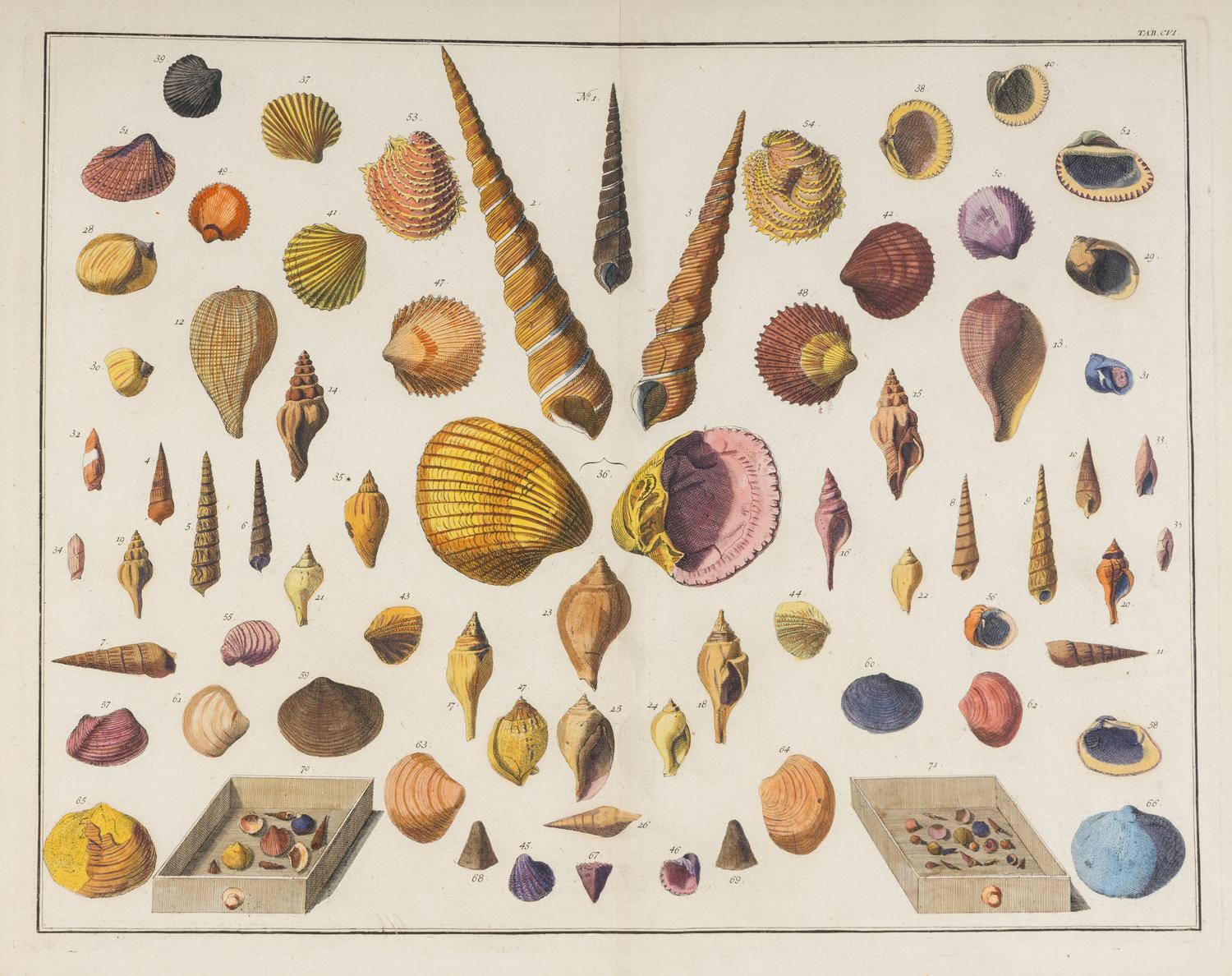 Five Framed Hand-Colored Engravings Depicting Mineral and Shell Specimens