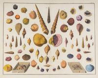 Five Framed Hand-Colored Engravings Depicting Mineral and Shell Specimens