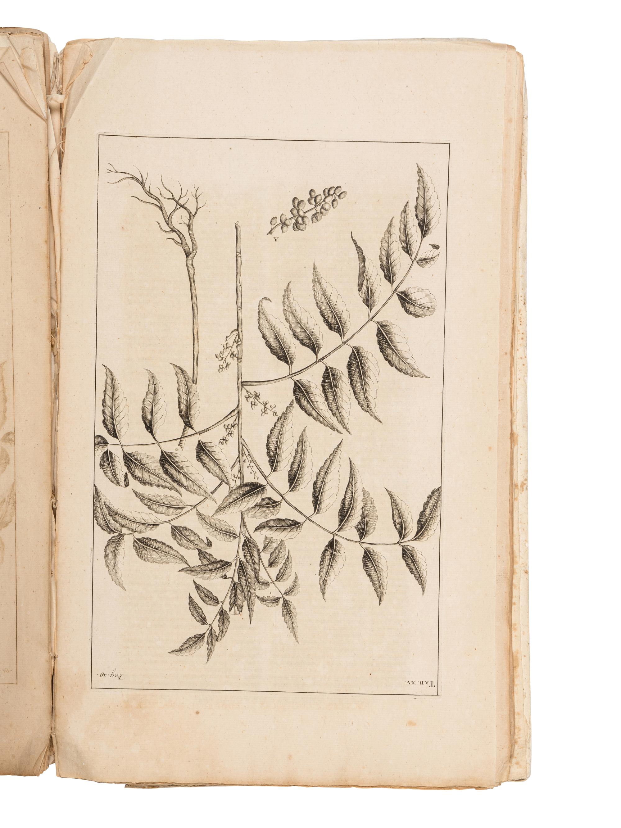 RUMPF, Georg Eberhard (1628-1702). Herbarii Amboinesis Auctuarium ... Het Auctuarium ofte Vermeerdering op her Amboinsch Kruyd-Boek . Amsterdam: Mynard Uytwerf et al, 1755.