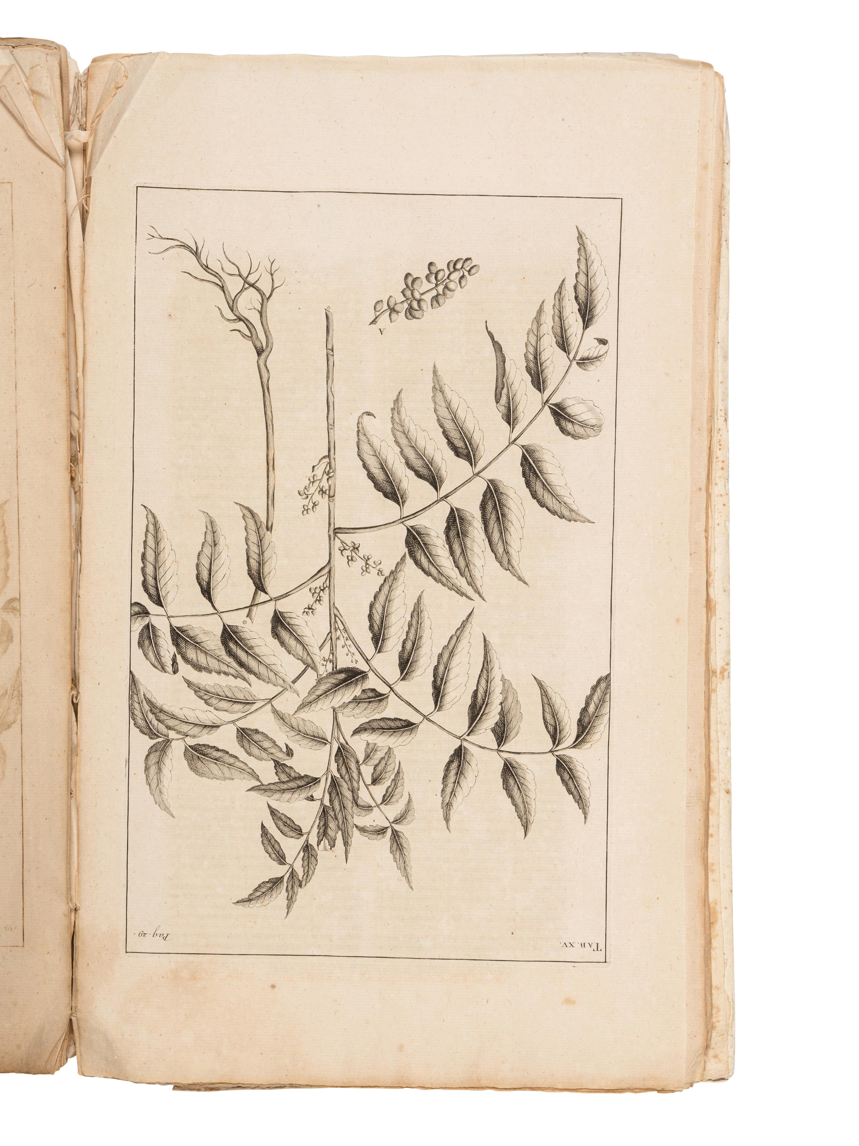 RUMPF, Georg Eberhard (1628-1702). Herbarii Amboinesis Auctuarium ... Het Auctuarium ofte Vermeerdering op her Amboinsch Kruyd-Boek . Amsterdam: Mynard Uytwerf et al, 1755.