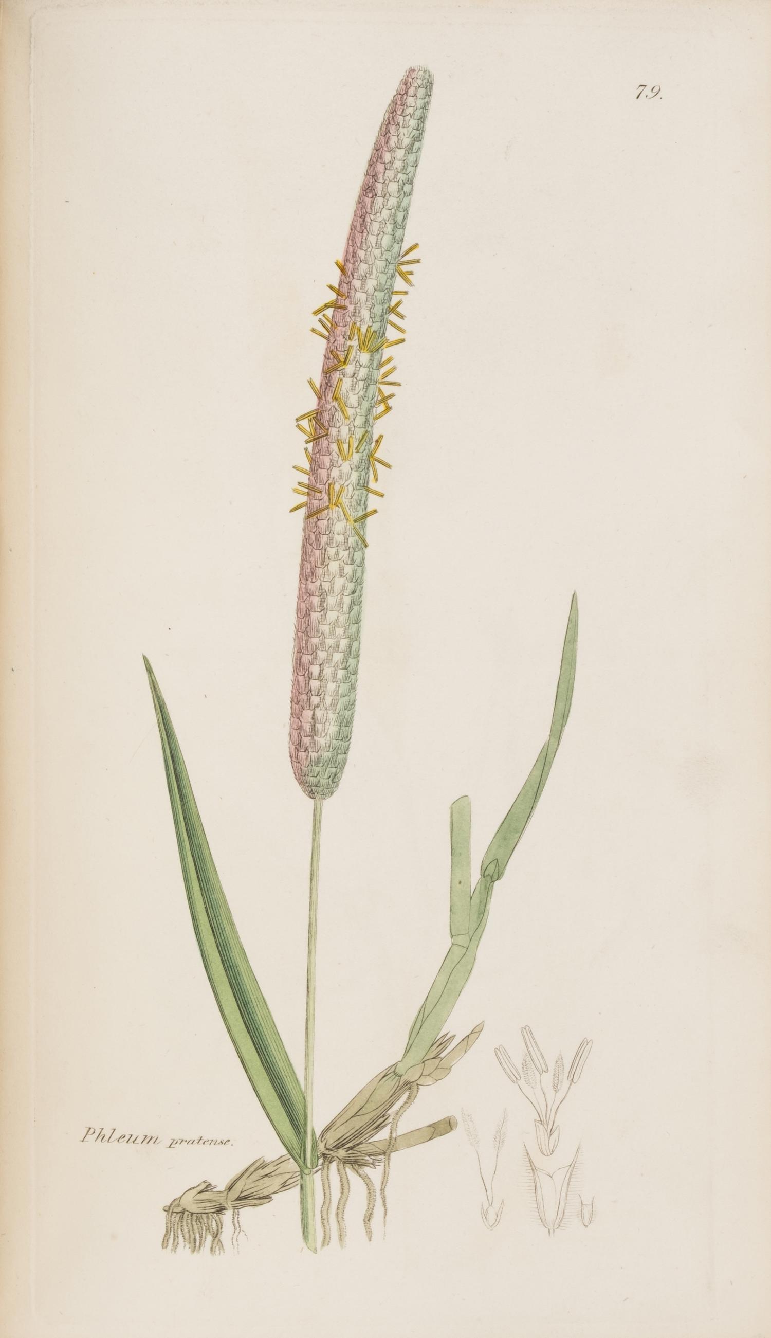 [Natural History] Sowerby, James and James Edward Smith. English Botany