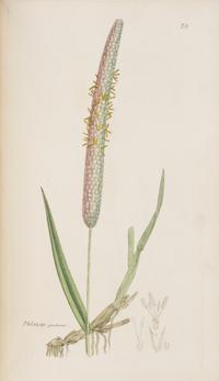 [Natural History] Sowerby, James and James Edward Smith. English Botany