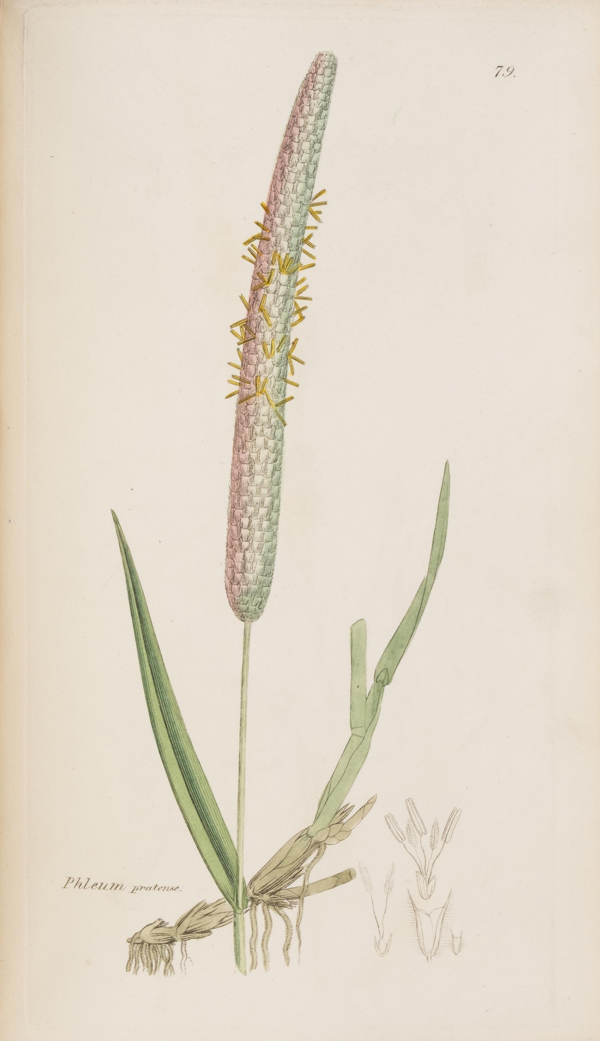 [Natural History] Sowerby, James and James Edward Smith. English Botany