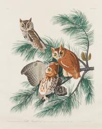 AUDUBON, John James (1785-1851)