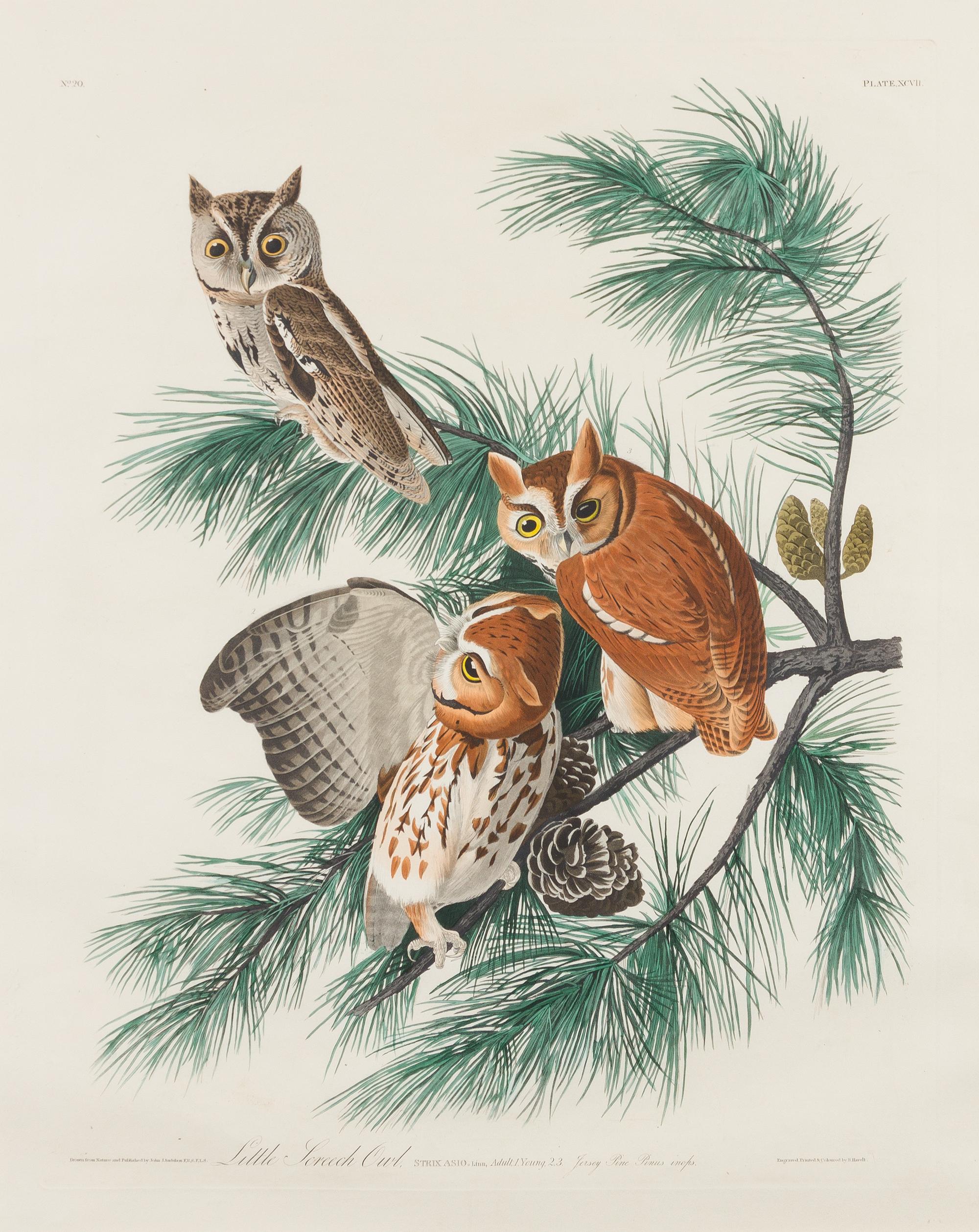 AUDUBON, John James (1785-1851)