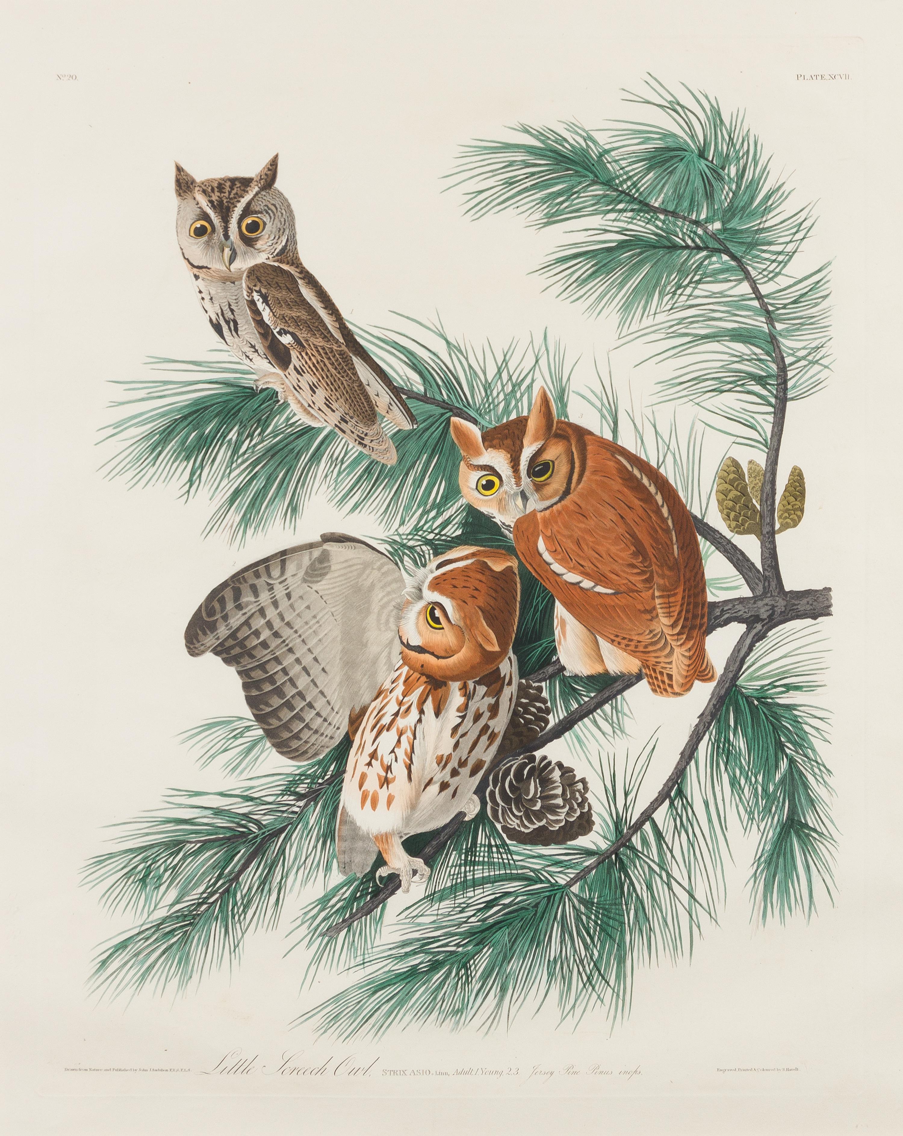 AUDUBON, John James (1785-1851)
