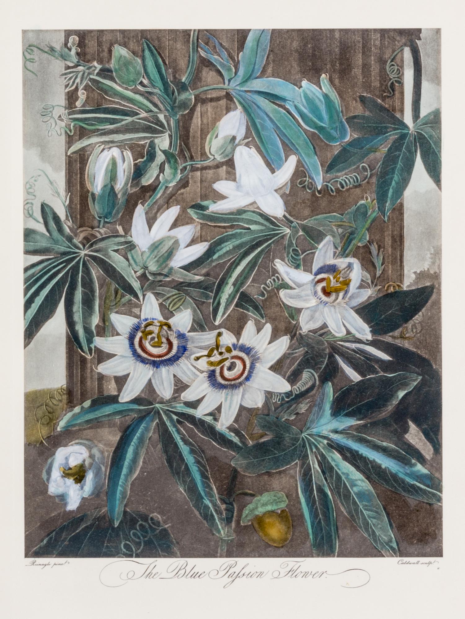 THORNTON, ROBERT, SIR. A group of eight color lithographs from the Temple of Flora, facsimile edition, circa 1951.