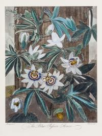 THORNTON, ROBERT, SIR. A group of eight color lithographs from the Temple of Flora, facsimile edition, circa 1951.