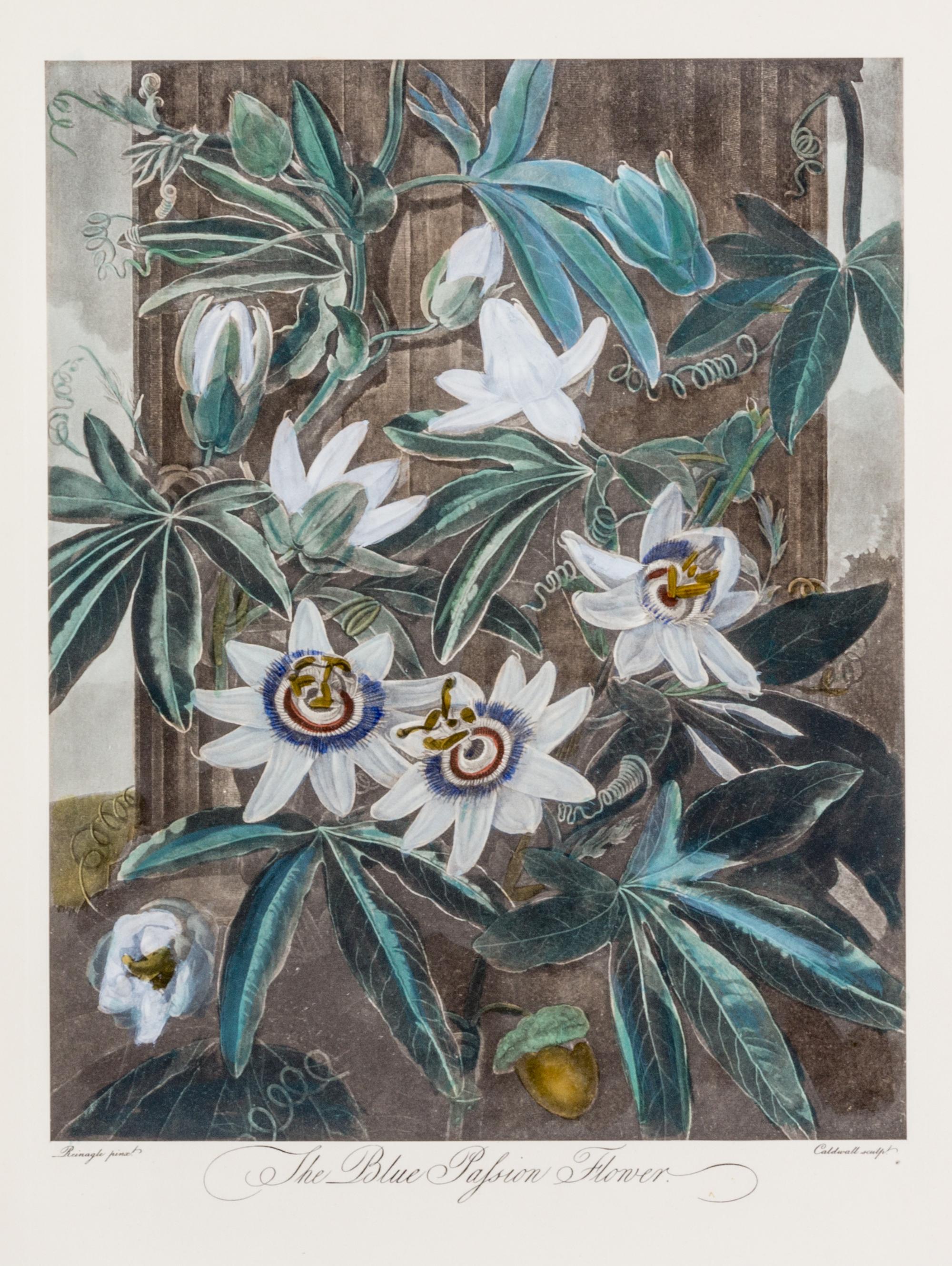 THORNTON, ROBERT, SIR. A group of eight color lithographs from the Temple of Flora, facsimile edition, circa 1951.