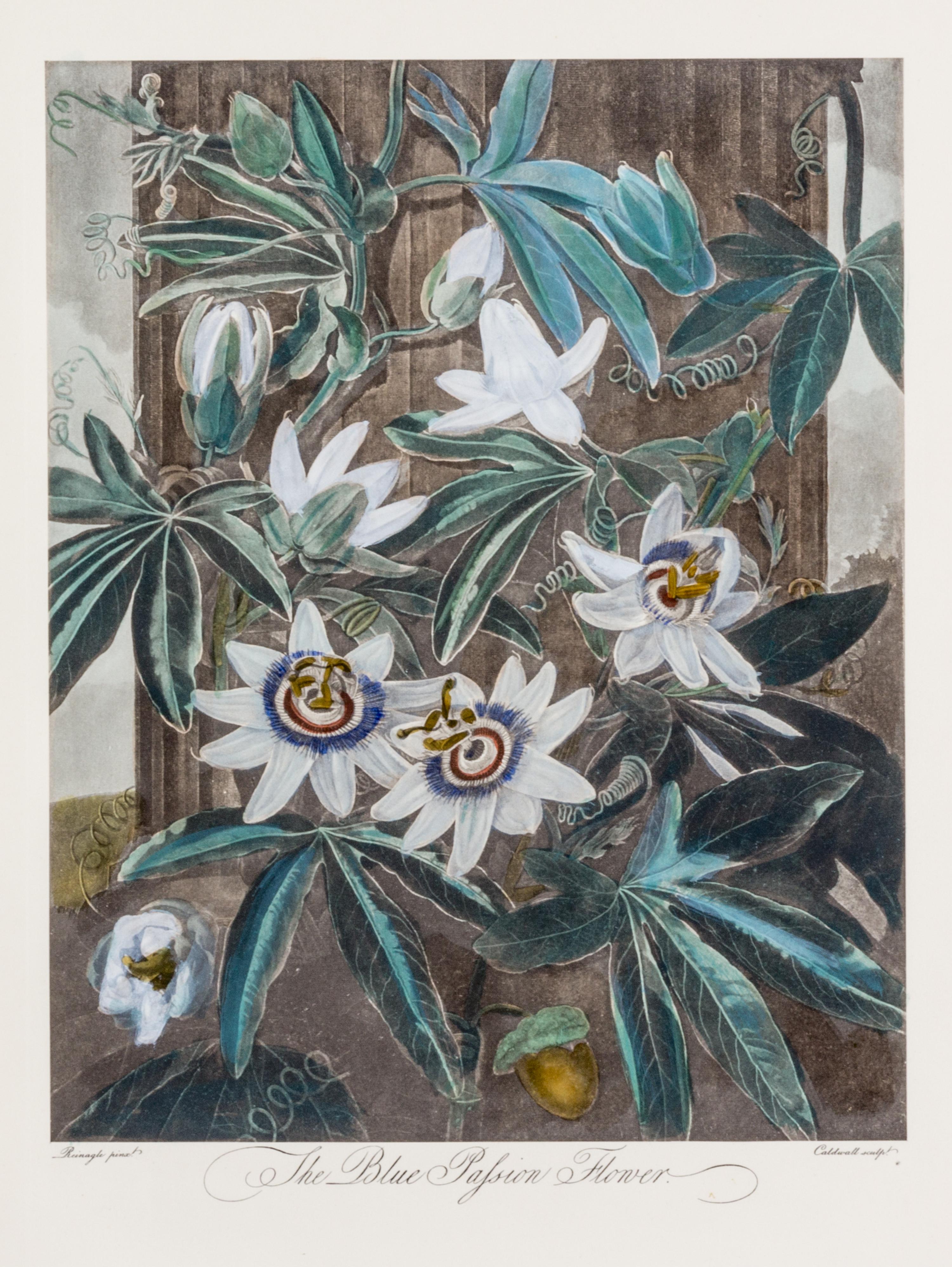 THORNTON, ROBERT, SIR. A group of eight color lithographs from the Temple of Flora, facsimile edition, circa 1951.