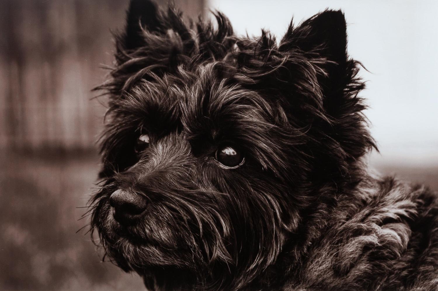 A Photograph of a Cairn Terrier 9 3/4 x 14 3/4 inches. — Heidi Marcinik