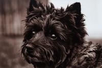 A Photograph of a Cairn Terrier 9 3/4 x 14 3/4 inches. — Heidi Marcinik