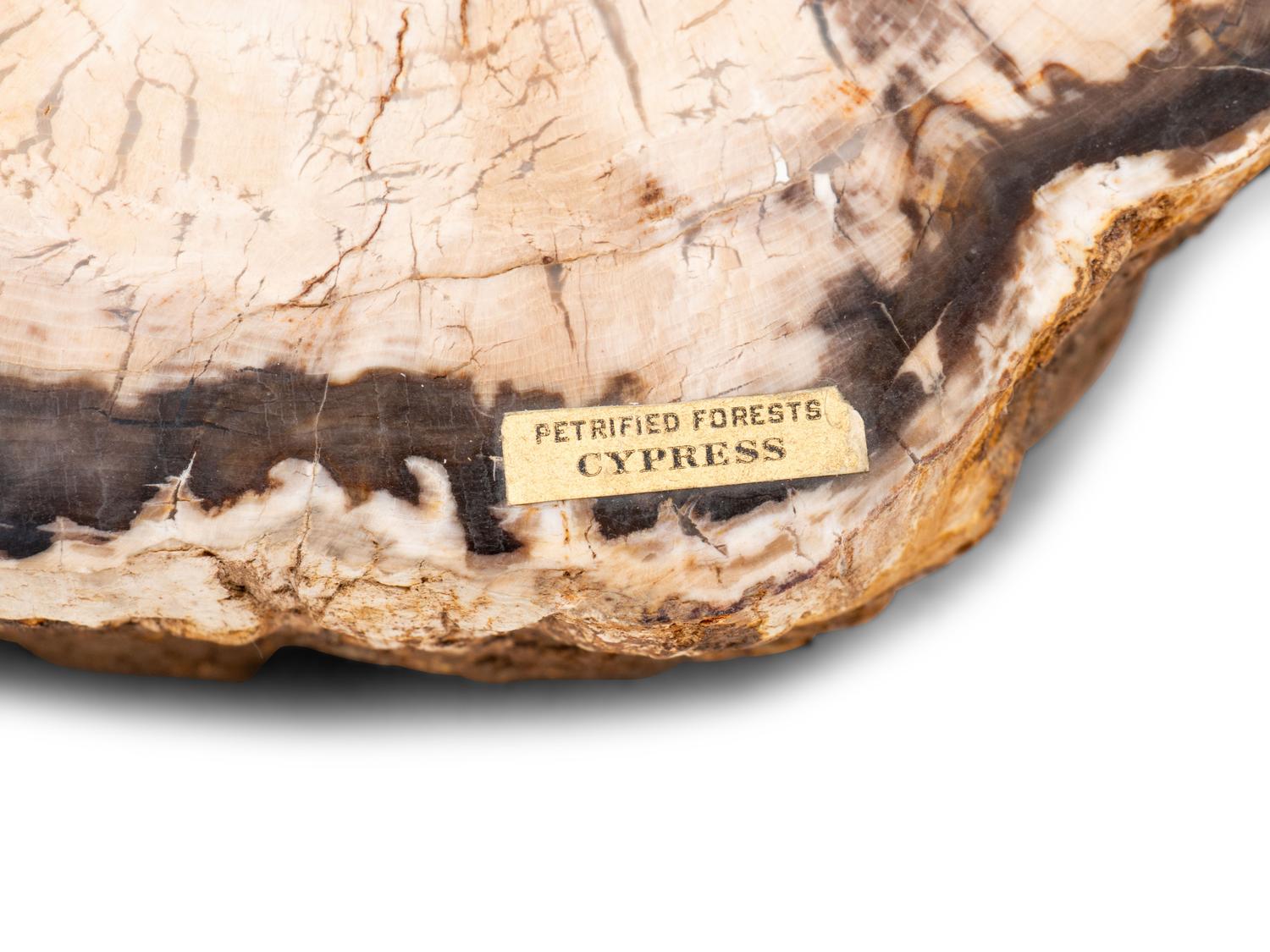 Two Petrified Wood Bookends and One Large Piece of Petrified Cypress Wood