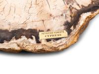 Two Petrified Wood Bookends and One Large Piece of Petrified Cypress Wood